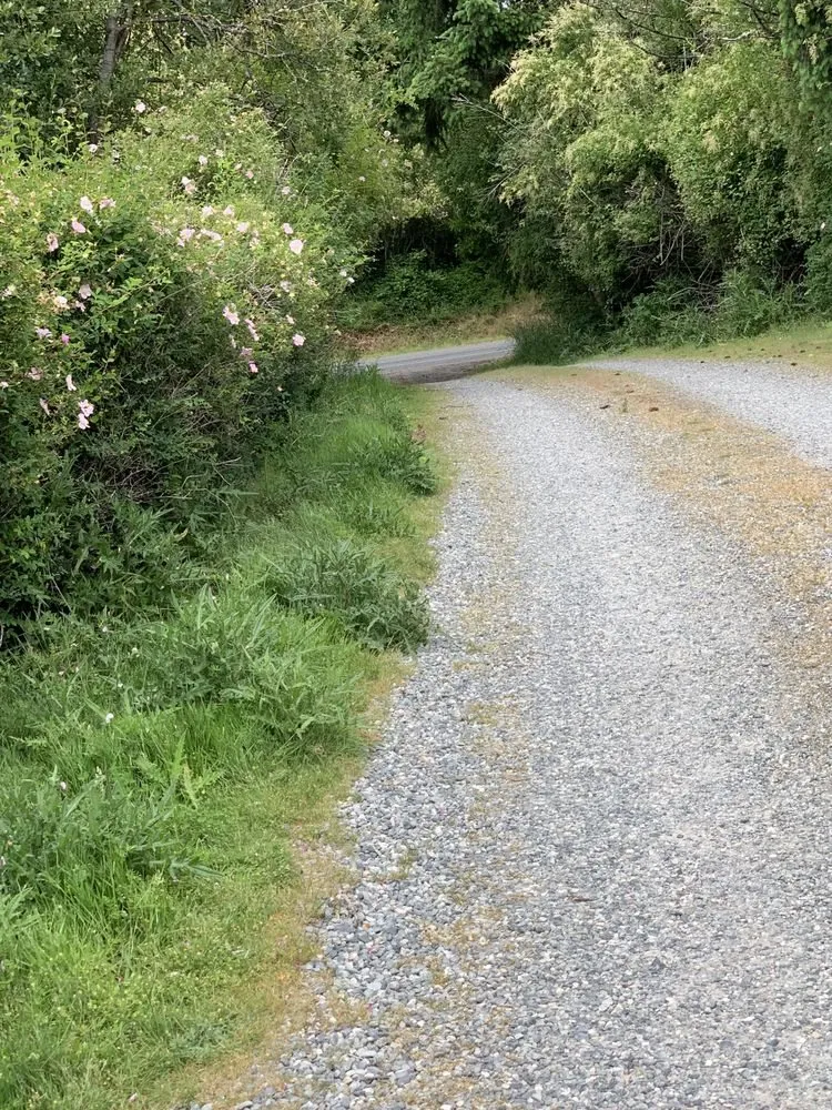 Trusted yard cleanup service in Oak Harbor, WA - Evergreen Landscape & Construction