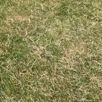 Local landscape design in Oak Harbor, WA by Evergreen Landscape & Construction