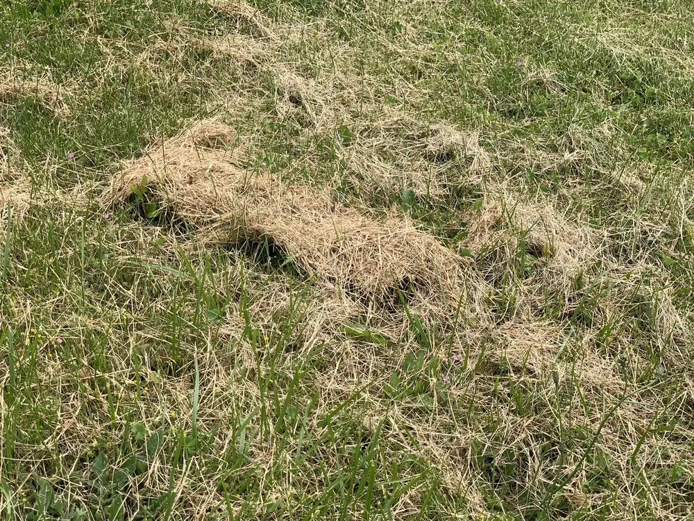 Trusted residential landscaping in Oak Harbor, WA by Evergreen Landscape & Construction