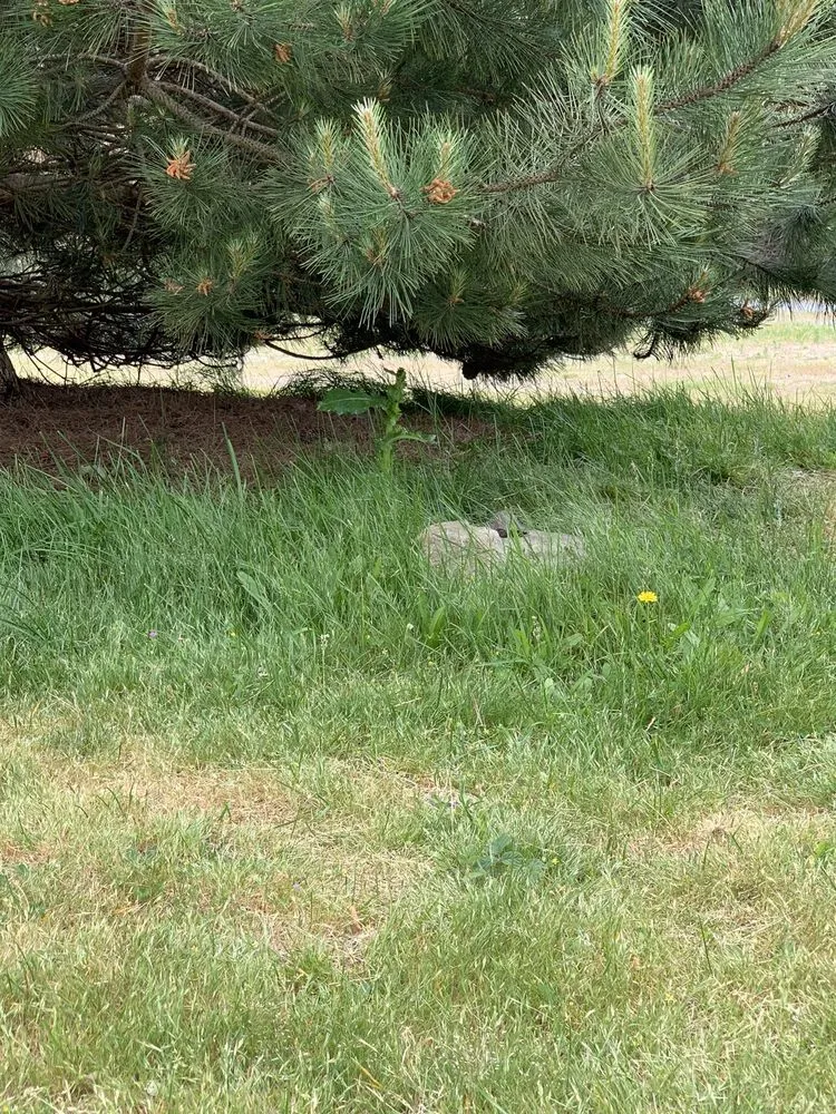 Affordable yard cleanup service in Oak Harbor, WA - Evergreen Landscape & Construction