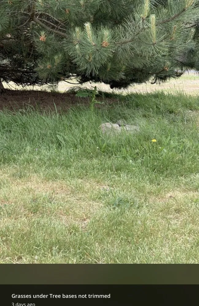 Professional lawn mowing service near you across Oak Harbor, WA - Evergreen Landscape & Construction