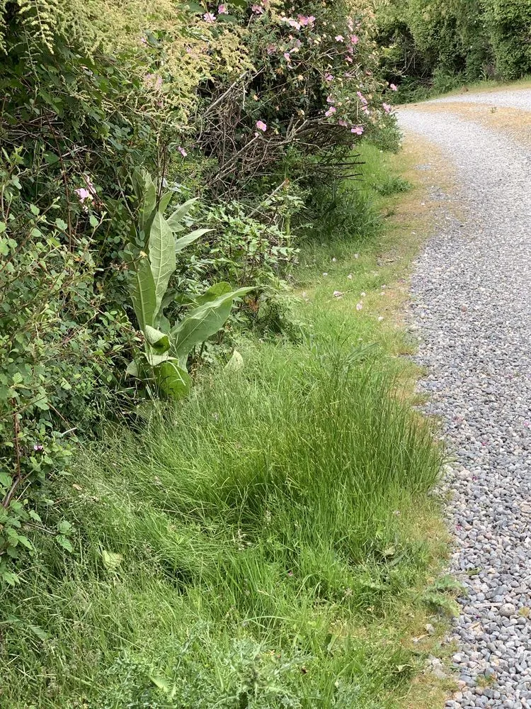 Trusted yard maintenance for outdoor upgrades in Oak Harbor, WA by Evergreen Landscape & Construction