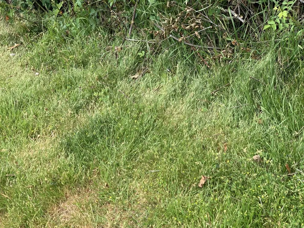 Top-rated lawn care service for residential properties in Oak Harbor, WA by Evergreen Landscape & Construction