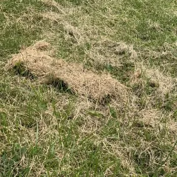 Expert lawn care service in Oak Harbor, WA by Evergreen Landscape & Construction