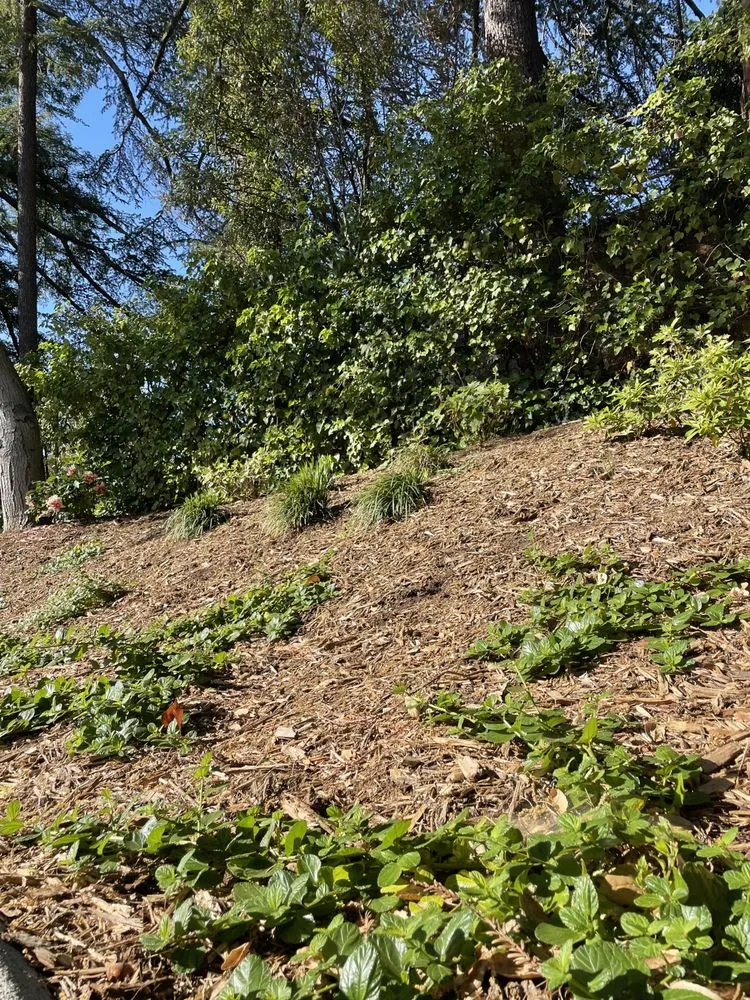 Reliable outdoor landscaping for beautiful yards in East Palo Alto, CA by Evergreen Landscape and Garden Maintenance