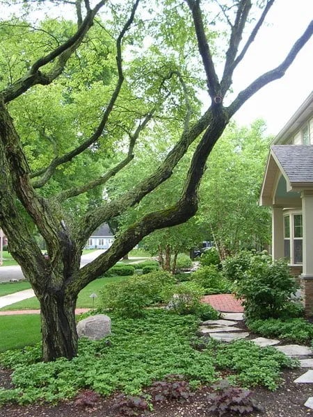 Top-rated landscape design for outdoor upgrades in Hampshire, IL by Evergreen Landscape Associates LLC