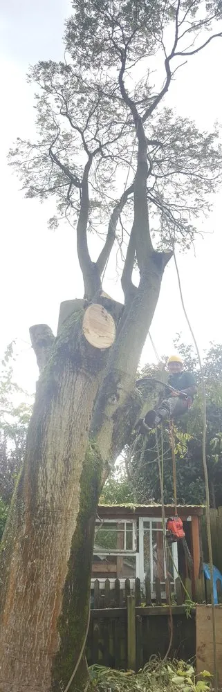 Reliable landscape installation for residential properties across Beaverton, OR - Evergreen Landscape Care & Tree Services