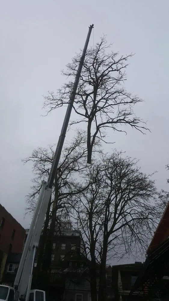 Professional residential landscaping experts serving Beaverton, OR - Evergreen Landscape Care & Tree Services