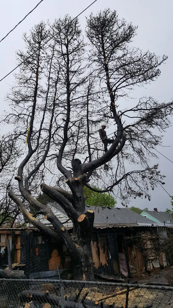 Professional outdoor landscaping for residential properties in Beaverton, OR by Evergreen Landscape Care & Tree Services