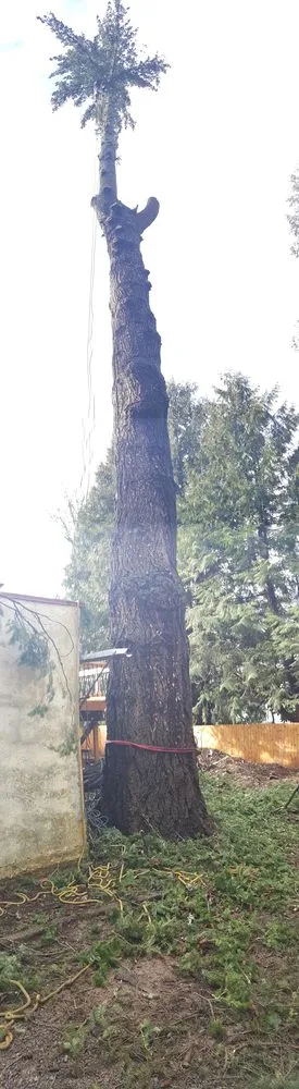 Custom lawn care service for outdoor upgrades in Beaverton, OR by Evergreen Landscape Care & Tree Services