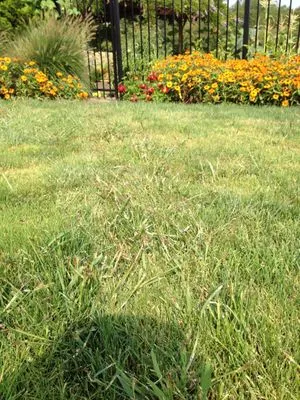 Evergreen Landscape Care Inc Logo