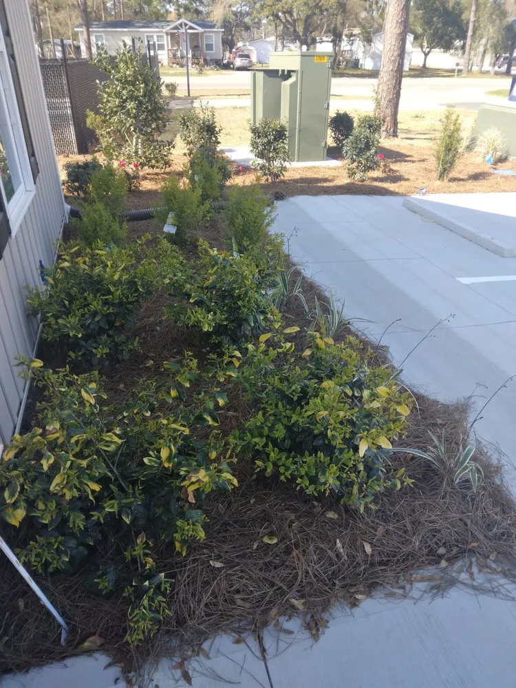 Local lawn care service in Ocean Isle Beach, NC by Evergreen Landscape