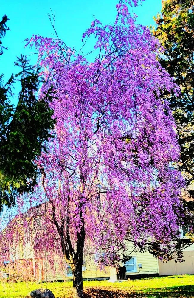 Local residential landscaping for year-round maintenance in waterford, CT by Evergreen Landscape