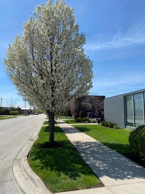 Expert landscape installation in Chicago, IL by Evergreen Landscapes