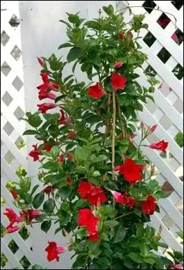 Affordable landscape design experts serving Laguna Hills, CA - Evergreen Landscaping & Maintenance