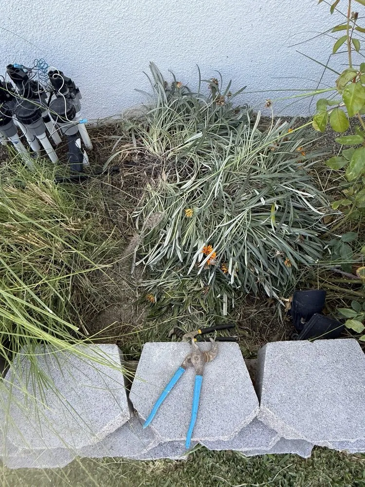 Top-rated yard maintenance for residential properties in Anaheim, CA by EverGreen Landscaping