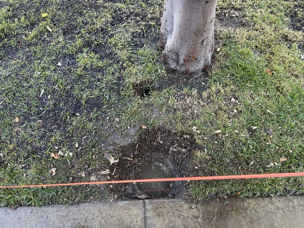 Local residential landscaping in Anaheim, CA by EverGreen Landscaping