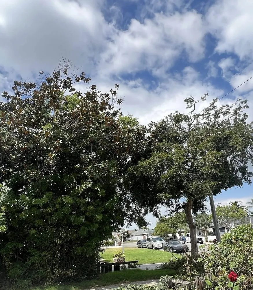 Reliable landscaping services for outdoor upgrades across Anaheim, CA - EverGreen Landscaping