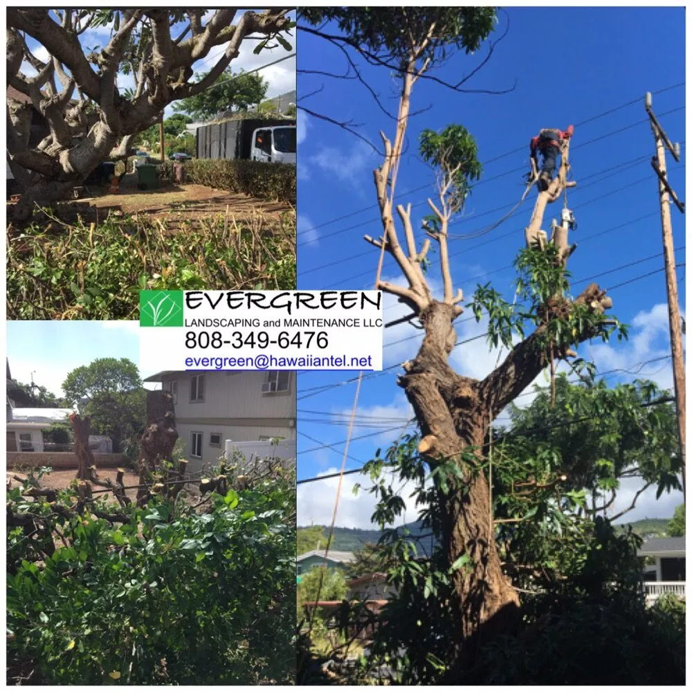 Affordable residential landscaping experts serving Honolulu, HI - Evergreen Landscaping and Maintenance