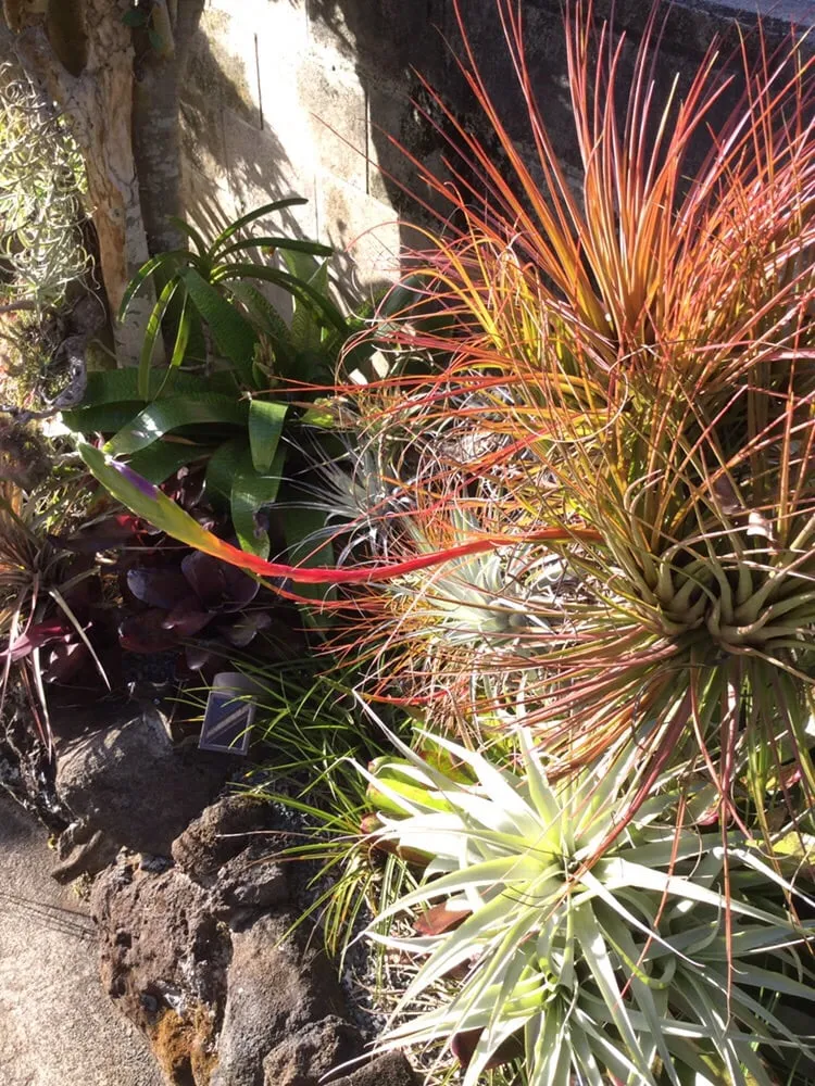 Trusted landscaping services experts serving Honolulu, HI - Evergreen Landscaping and Maintenance