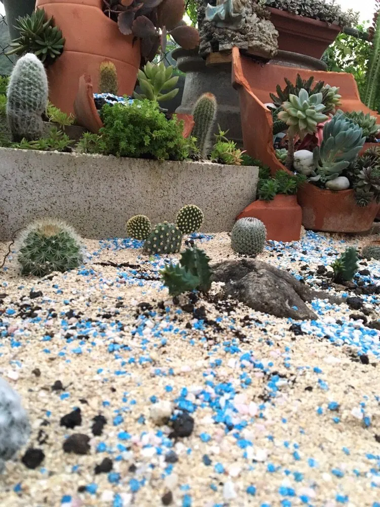 Professional lawn care service for beautiful yards in Honolulu, HI by Evergreen Landscaping and Maintenance