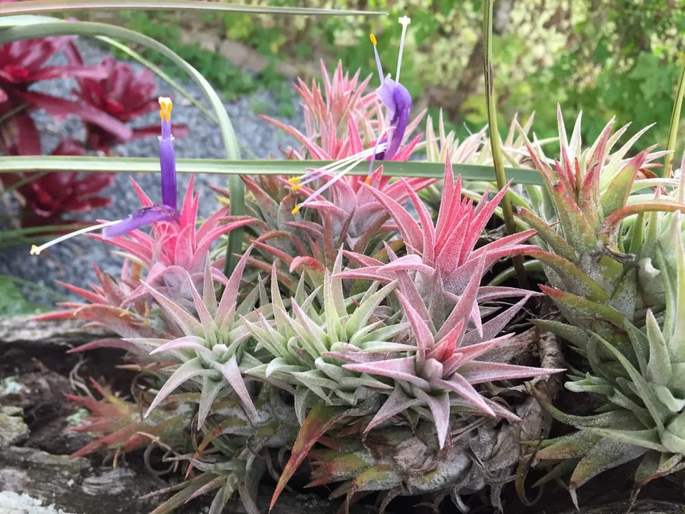 Trusted yard cleanup service in Honolulu, HI - Evergreen Landscaping and Maintenance