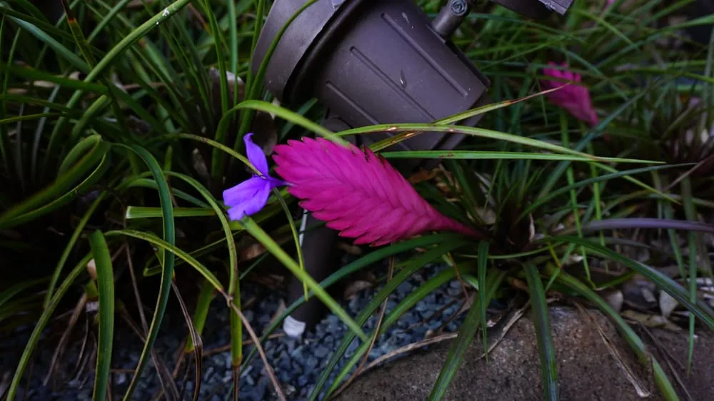 Professional yard cleanup service near you across Honolulu, HI - Evergreen Landscaping and Maintenance