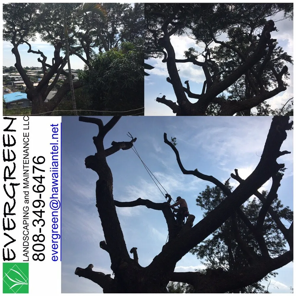 Affordable garden landscaping experts serving Honolulu, HI - Evergreen Landscaping and Maintenance