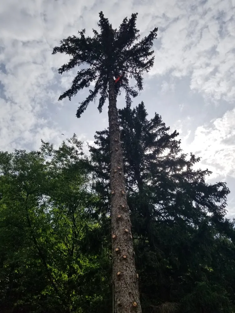 Top-rated landscape installation in East Syracuse, NY - Evergreen landscaping