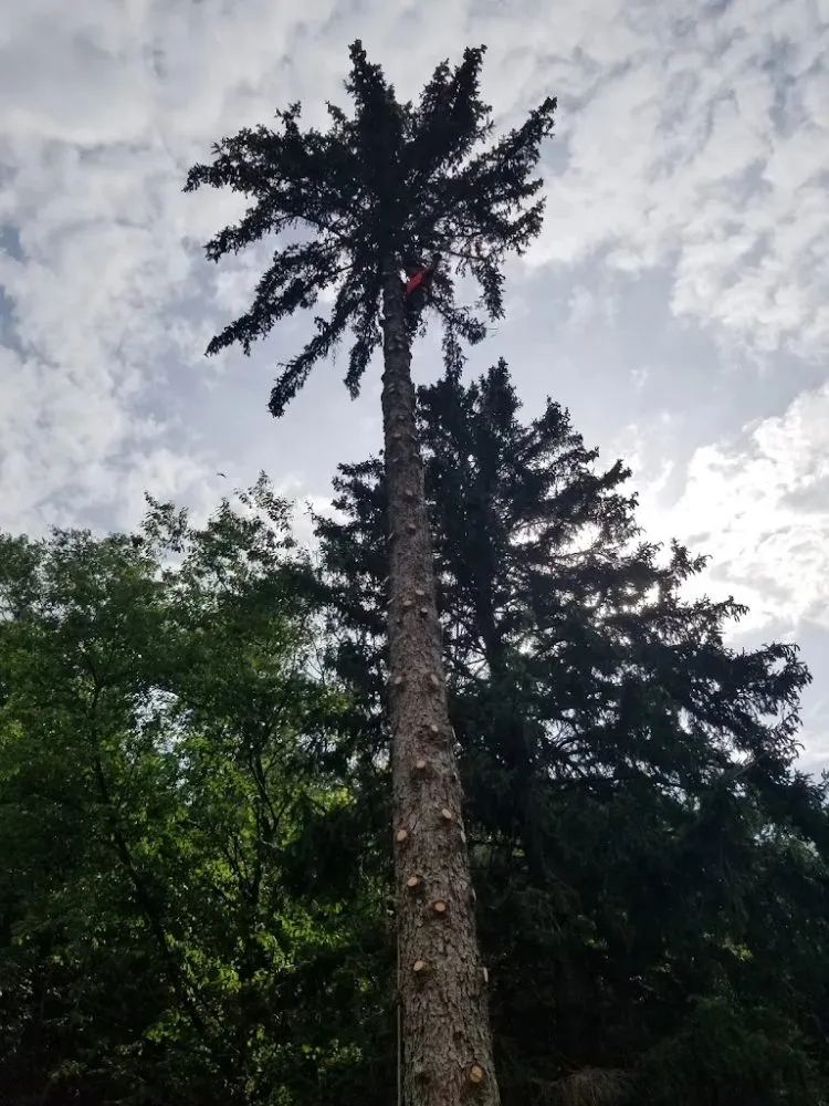 Trusted residential landscaping for outdoor upgrades across East Syracuse, NY - Evergreen landscaping