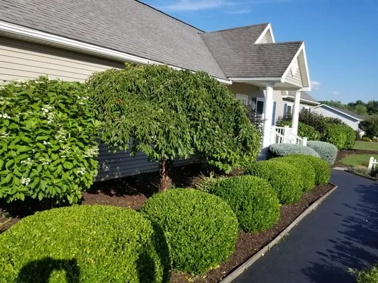 Evergreen landscaping