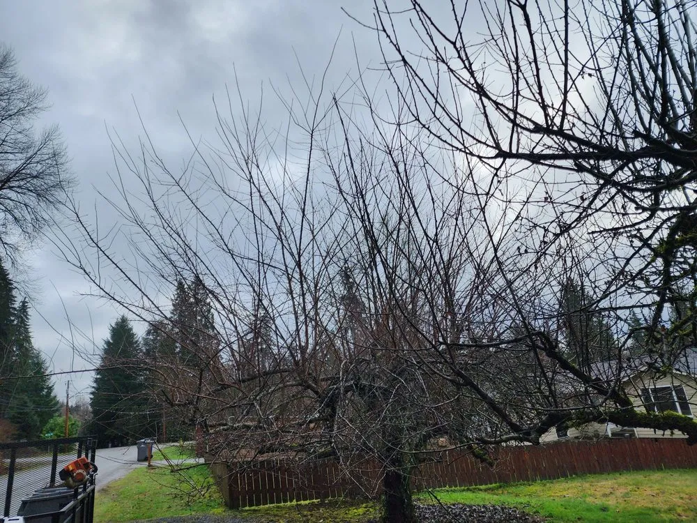 Trusted lawn mowing service for year-round maintenance in Granite Falls, WA by Evergreen Landscaping