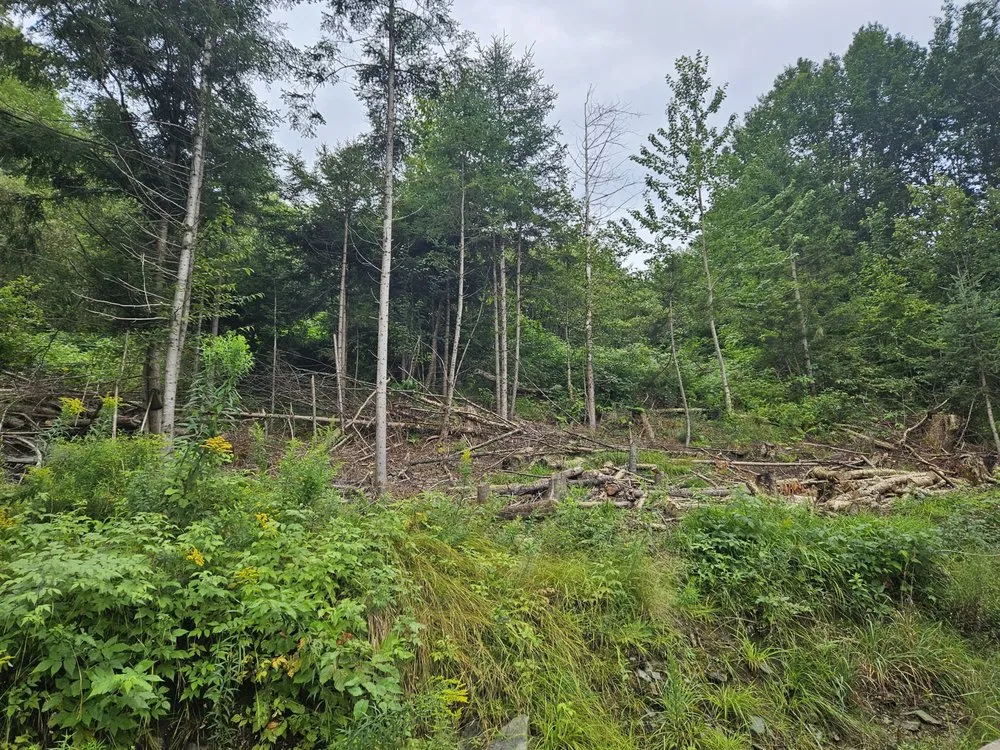 Trusted lawn care service for residential properties in Marshfield, VT by Evergreen Landscaping