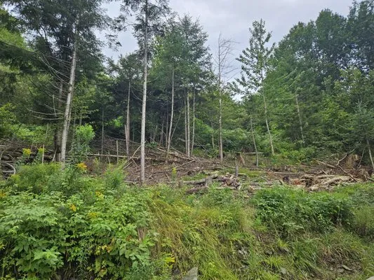 Evergreen Landscaping