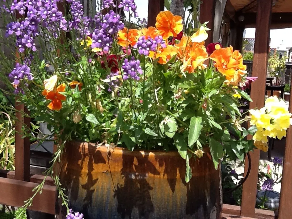 Top-rated yard cleanup service in Pismo Beach, CA by Evergreen Landscaping