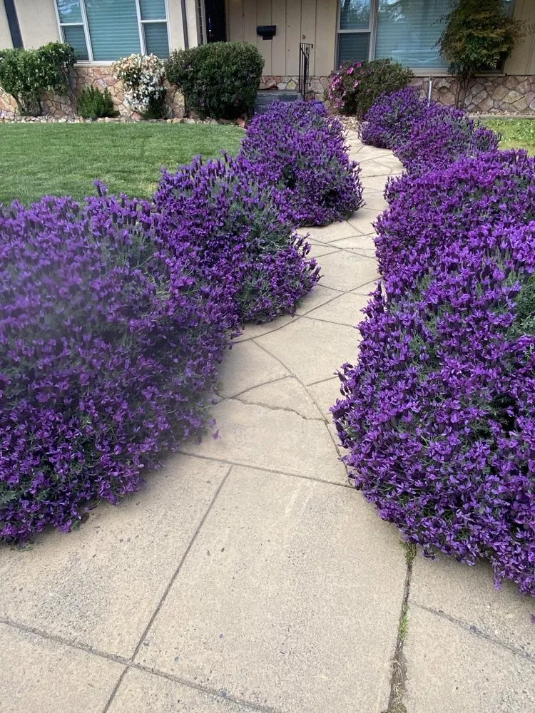 Local garden landscaping in Antelope, CA by Evergreen Landscaping Services