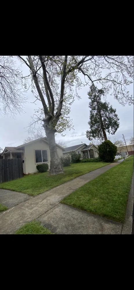 Reliable outdoor landscaping for beautiful yards in Antelope, CA by Evergreen Landscaping Services