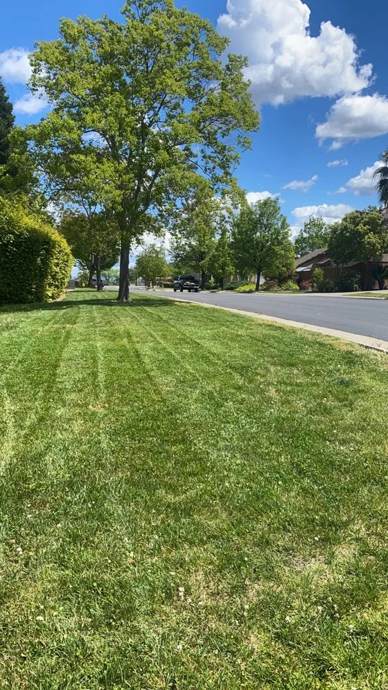 Top-rated yard cleanup service for outdoor upgrades across Antelope, CA - Evergreen Landscaping Services