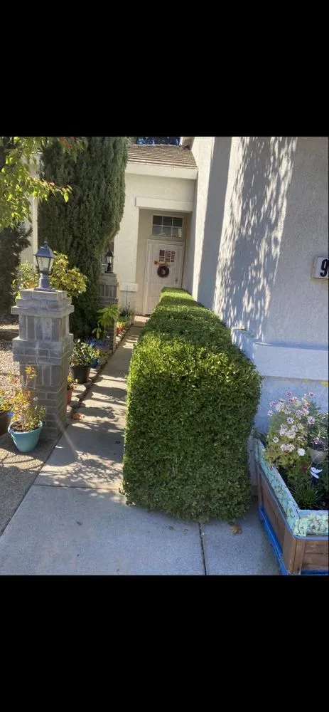 Trusted landscape design in Antelope, CA - Evergreen Landscaping Services