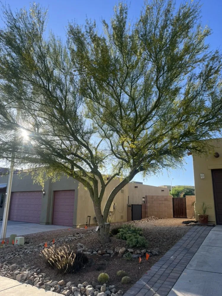 Professional landscaping services for residential properties in Sierra Vista, AZ by Evergreen Landscaping