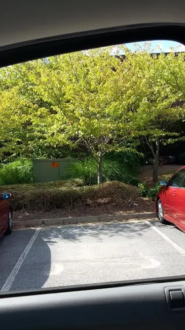 Local landscaping services in Suwanee, GA by Evergreen Landscaping