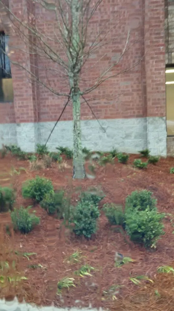 Local yard cleanup service in Suwanee, GA by Evergreen Landscaping