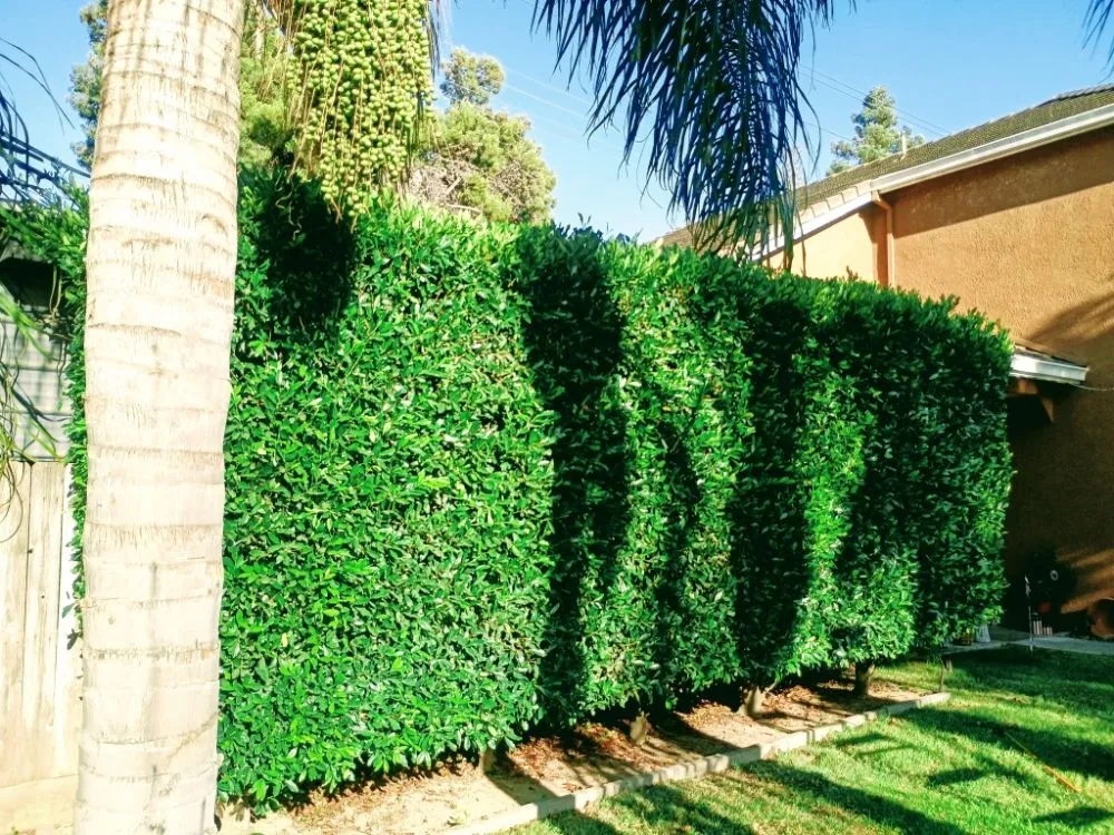 Expert yard cleanup service for outdoor upgrades in Turlock, CA by Evergreen Landscaping