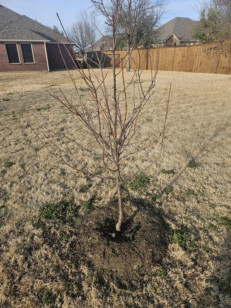 Custom garden landscaping in Argyle, TX by Evergreen Lawn & Landscape