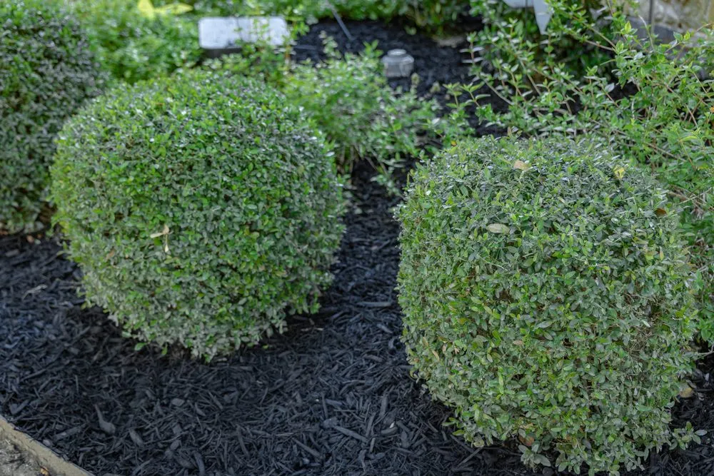 Local garden landscaping in Argyle, TX - Evergreen Lawn & Landscape