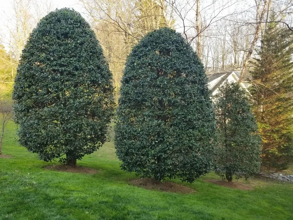 Local residential landscaping experts serving Oakton, VA - Evergreen Lawn & Landscape Services