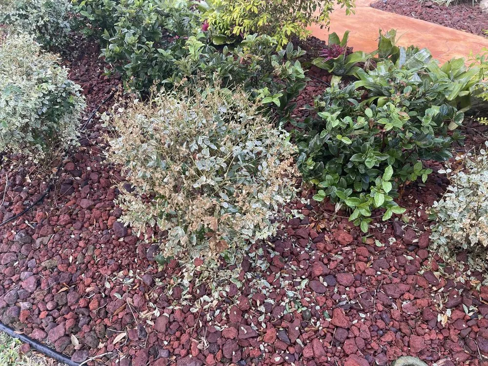 Reliable outdoor landscaping with custom design in Orlando, FL by Evergreen Lawn & Pest Control