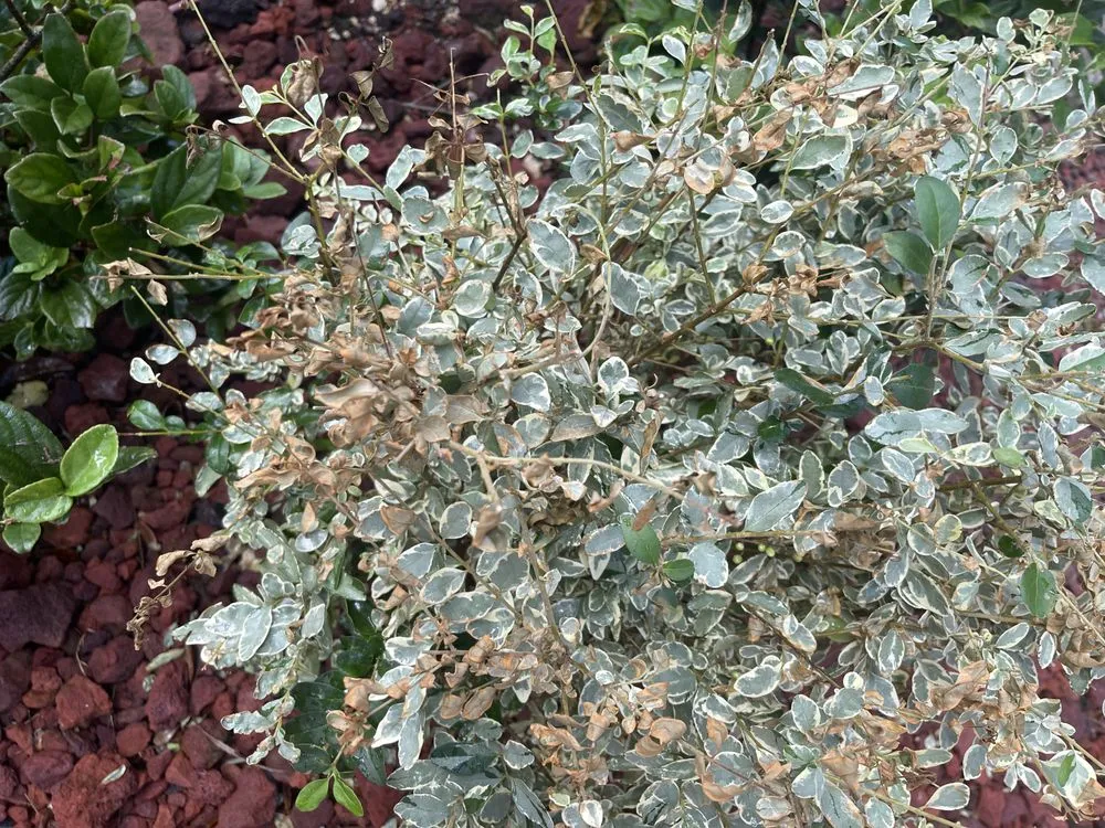 Top-rated lawn mowing service in Orlando, FL by Evergreen Lawn & Pest Control