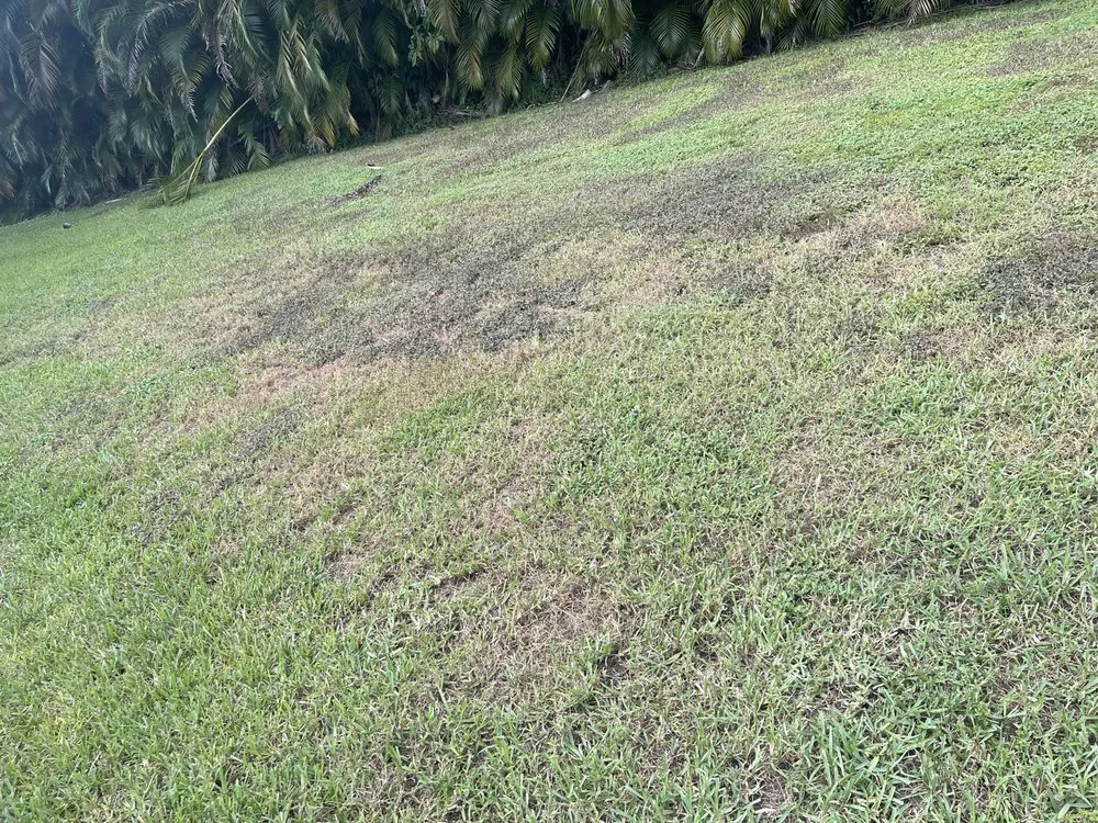 Trusted landscaping services experts serving Orlando, FL - Evergreen Lawn & Pest Control