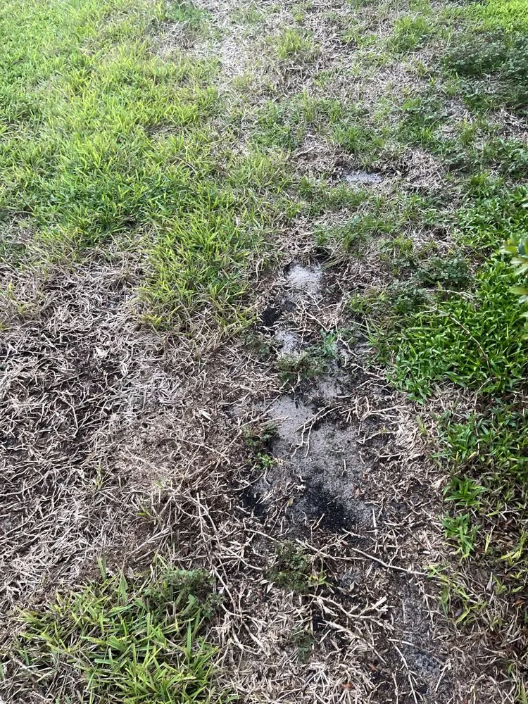 Custom landscaping services experts serving Orlando, FL - Evergreen Lawn & Pest Control